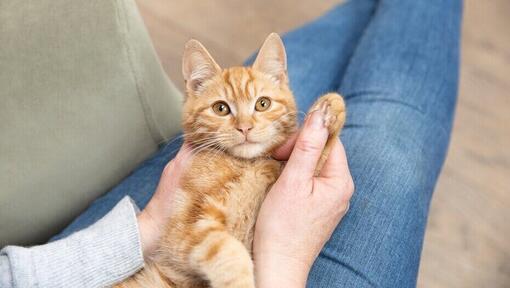 propriétaire tenant la patte de chaton roux