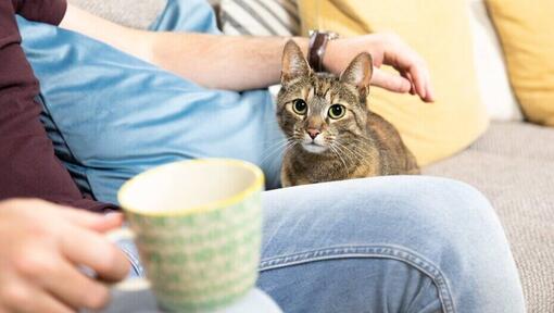 propriétaire buvant du thé pendant que le chat est assis à côté de lui