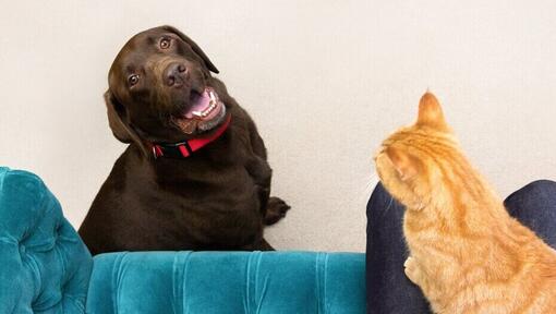 Chat assis sur les genoux du propriétaire pendant que le chien les regarde.