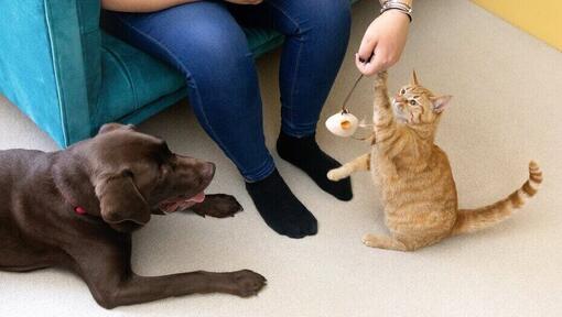 Chat jouant avec un jouet baguette tandis que le chien regarde.