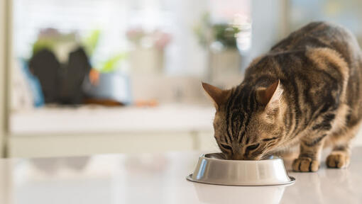 Chat mangeant du bol.