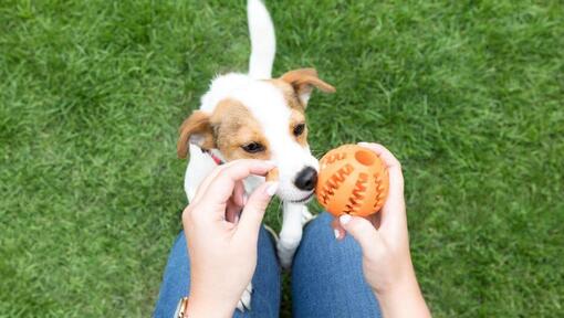 Faire de l’exercice avec son chiot