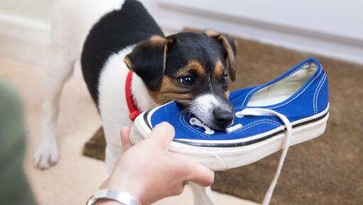 Chiot à mâcher une chaussure bleue.