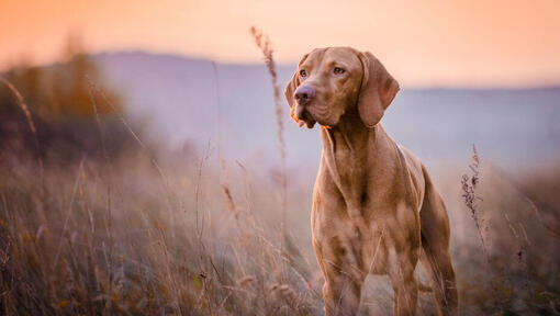 Brown Vizsla debout au champ