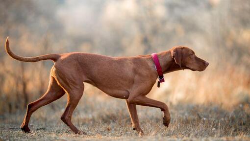 Brown Vizsla marchant au champ