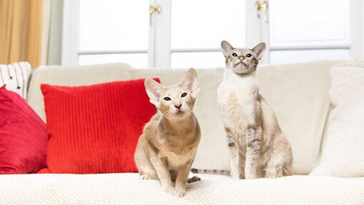 Deux chats assis sur un canapé