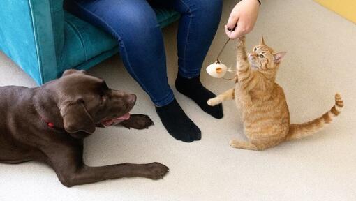 Un chat joue avec un jouet en plume avec le propriétaire pendant que le chien le regarde