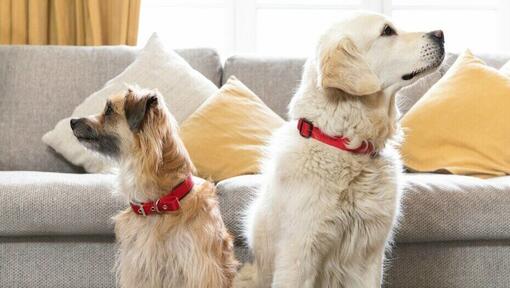 Gros chien et petit chien à la recherche l'un de l'autre