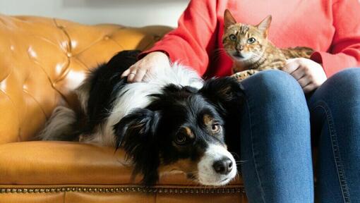 Une femme caresse un chat et un chien 