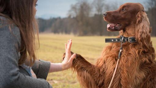 Le setter irlandais donne la patte