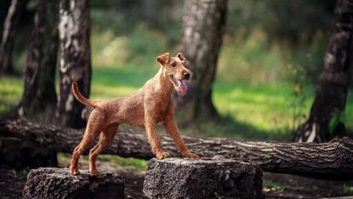 Terrier irlandais dans les bois