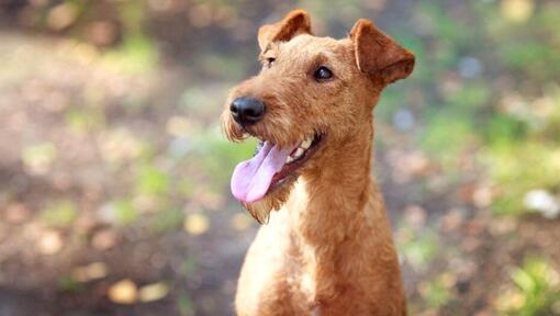 Terrier irlandais avec langue sortie