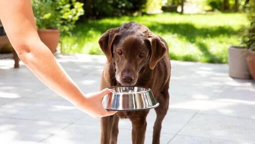 Labrador brun mange dans un bol alimentaire.