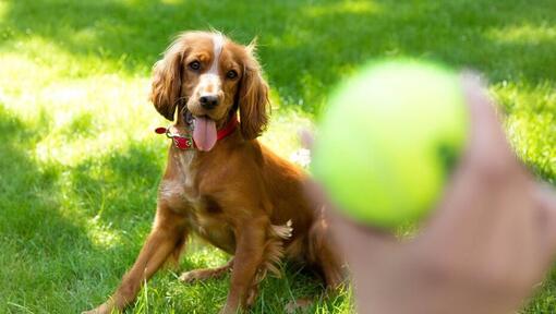 Chiot épagneul heureux en attente d'une balle de tennis à lancer