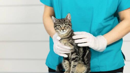 Chat rayé à fourrure sombre sur la table vétérinaire.