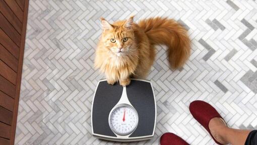 Chat roux se tient sur une balance