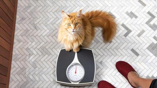 Chat roux se tient sur une balance