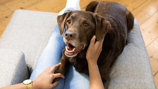 Chien couché sur un canapé avec le propriétaire