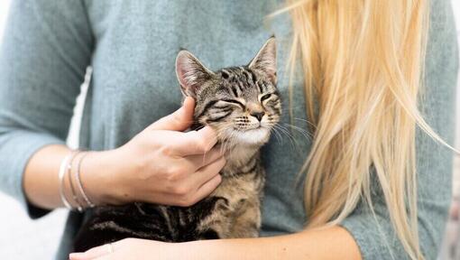 La propriétaire frotte la joue du chaton