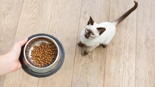 donner à un chat un bol de nourriture