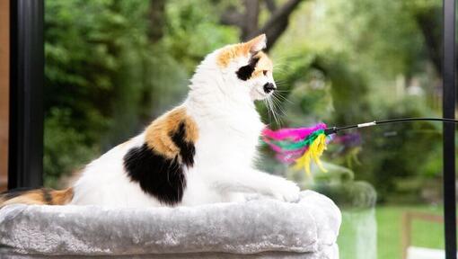 10 jeux irrésistibles pour votre chat