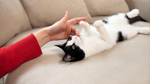 10 jeux irrésistibles pour votre chat