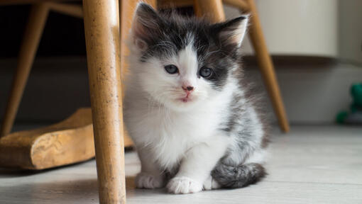 petit chaton assis sous une chaise