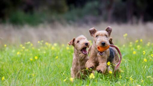 deux terriers jouant autour