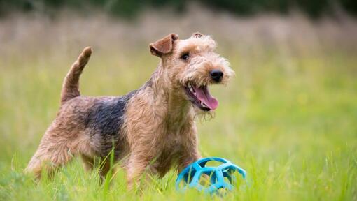 Terrier à la recherche de distance