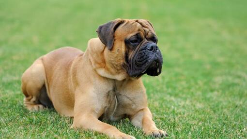 Mastiff portant à l'herbe verte