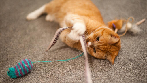 chat roux jouant avec une baguette à plumes