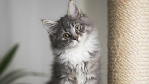 chaton gris assis à côté d'un arbre à chat