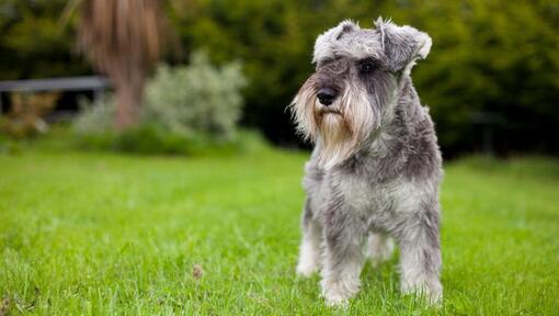 Schnauzer nain debout sur l'herbe