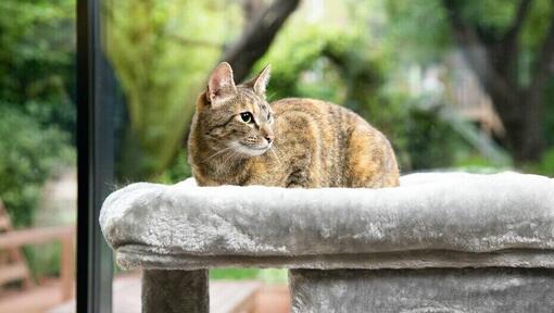 chat brun assis dans un lit de chat