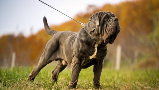 Napels Mastiff aangelijnd