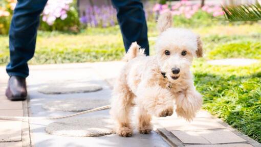 Caniche jouant dans la cour