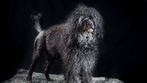 Chien d'eau portugais debout la nuit