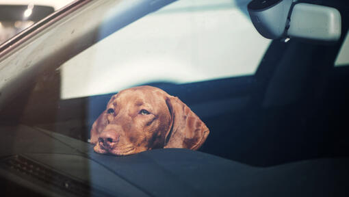 Vizsla reposant la tête sur le tableau de bord