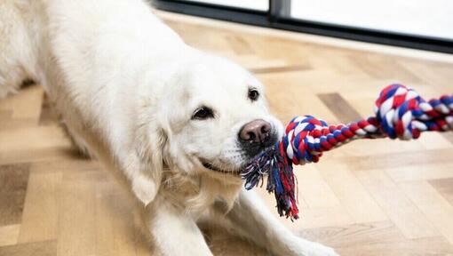 Chien jouant au tir à la corde