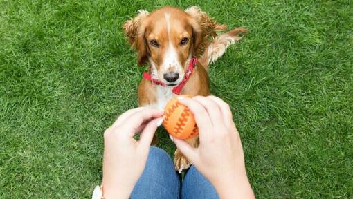 Chien regardant la balle