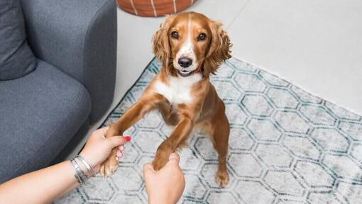 Chien faisant des tours