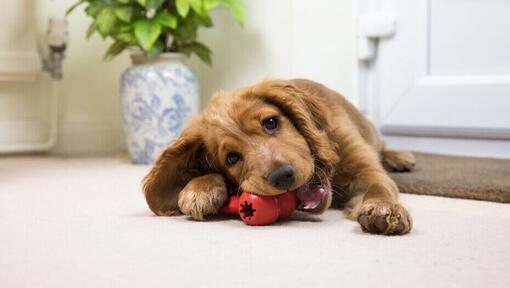 Chiot brun à mâcher un jouet rouge