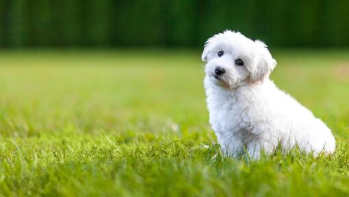 Chiot blanc moelleux assis sur l'herbe