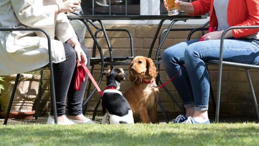 deux chiots se regardant pendant que les propriétaires boivent à table