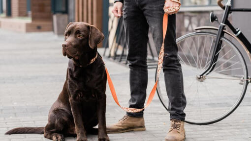 labrador debout à côté de son propriétaire