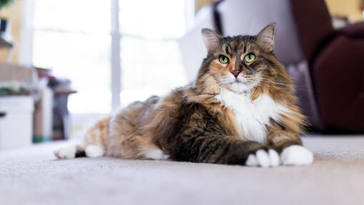 Chat moelleux se prélasser sur un tapis