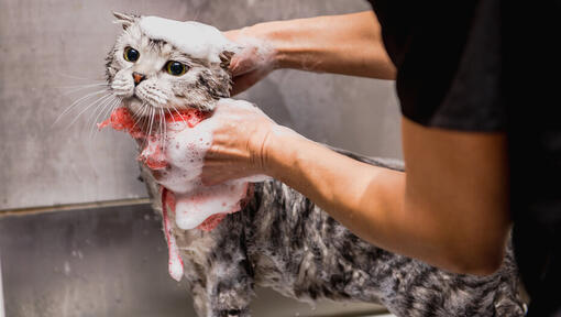 Chat frotté dans le bain