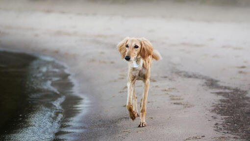chien saluki courir sur la plage