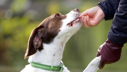 Chien d'alimentation du propriétaire