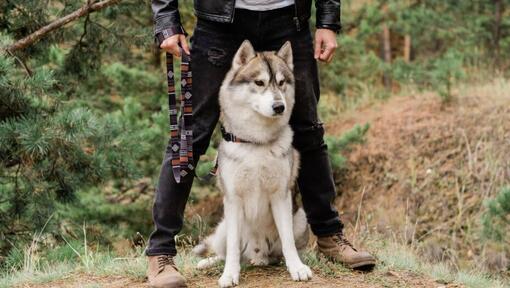 Husky assis à côté du propriétaire 